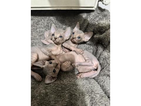 Safkan Sfenks Yavruları