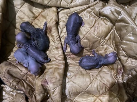 Kanada Sfenks Yavrularımız