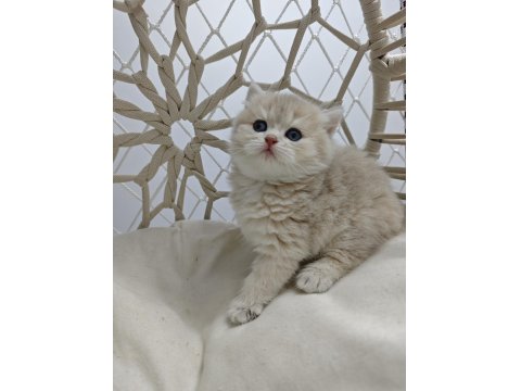 Yavru British Shorthair Kediler