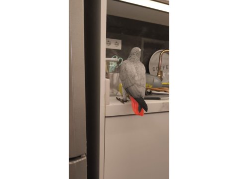 Jako Papağanı 8 Aylık