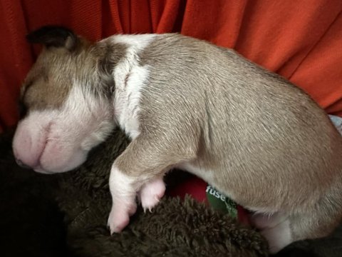 Türkiye’nin 2025 İlk Bull Terrier Yavruları İddia Ediyorum