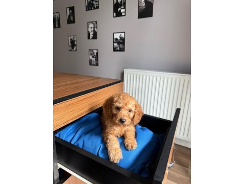 Yavru Toy Poodle Köpeği