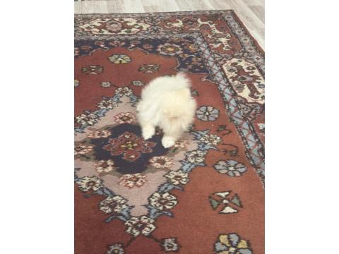 Uslu Zeki Oyuncu Ayıcık Surat Pomeranian Boo