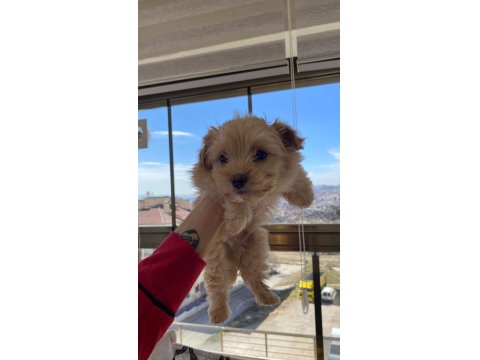 Yavru Maltipoo Köpekler