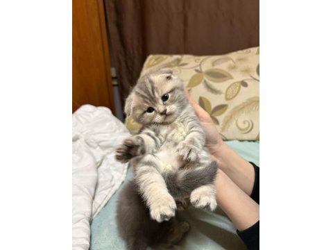 British Ve Scottish Shorthair Kediler