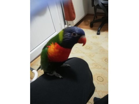 İlgi Bağımlısı Lori Papağanı