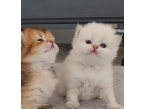 Mükemmel Full Şecereli British Longhair Bebekler
