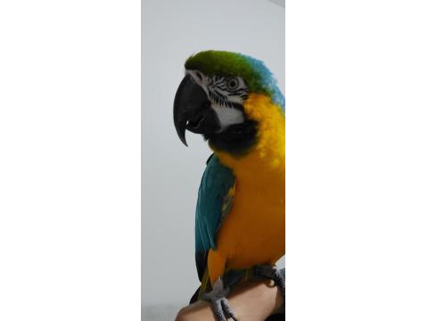 Macaw Papağanım Paşamı Sahiplendiriyorum