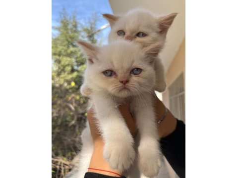 Ankara İçi Ücretsiz Bebek Kediş