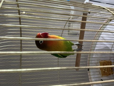 Cennet Papağanımız