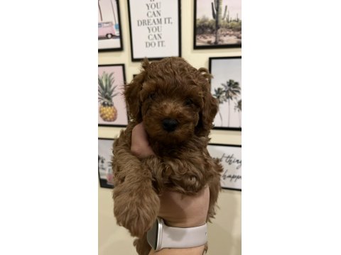 Ev Ortamından Kaliteli Poodle Yavrular