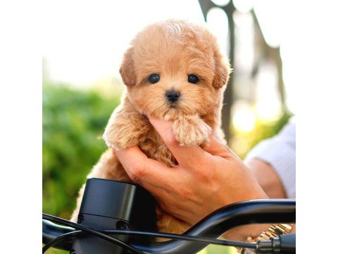 Toy Poodle Köpeklerim