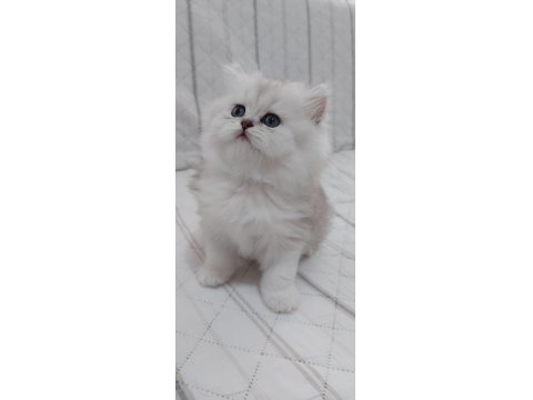 British Shorthair 50 Günlük Yavrular