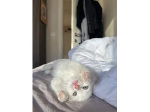 2 Aylık Chinchilla Kedisi Yavrumuza Yuva Arıyoruz