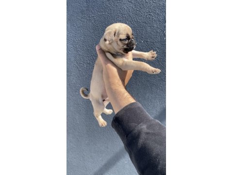 Pug Mops Yavrularımız Sıfır Burun Gül Kuyruk