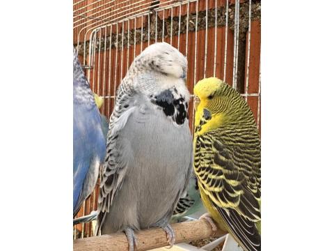 Vasıflı Show Jumbo Genç Üretim Muhabbet Kuşları