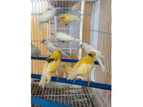 Üreticiden Halka Kanaryalar