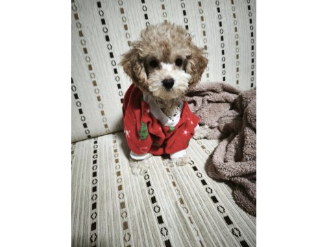 Dişi Toy Poodle 6 Aylık