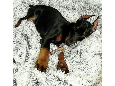Son Hasım Bükücü Doberman Yavrular