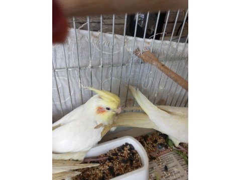 Yavru Sultan Papağanı Ele Alışık