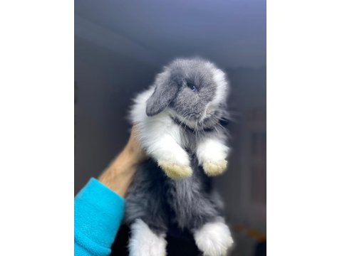 Hollanda Lop Tavşanlar Her İle Gönderilir