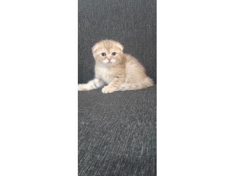 Teslime Hazır Yavru Kediler