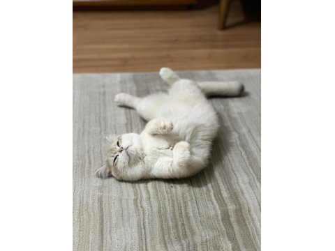 Ay12 Blue Golden British Shorthair Full Anne-Baba Şecere