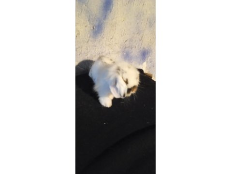 Orjinal Safkan Teddy Lop Yavru Tavşanlar