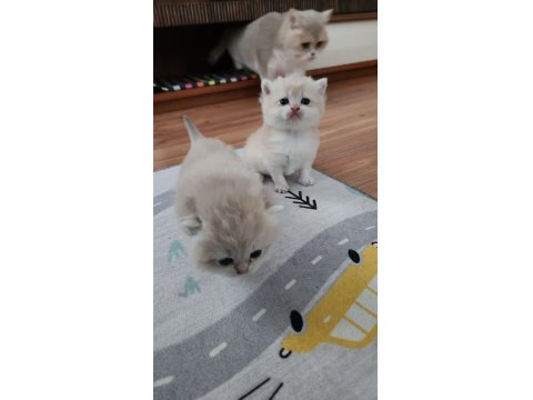 Ay11 Blue Golden British Shorthair Full Anne-Baba Şecere