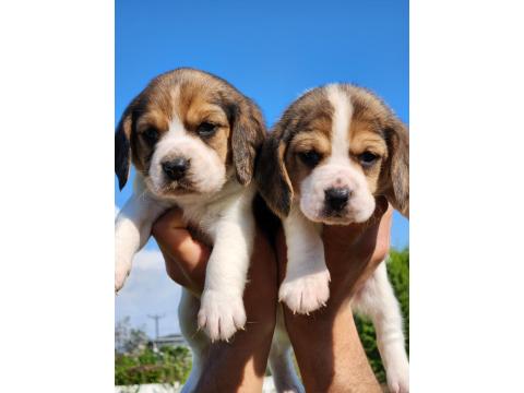 A Kalite Beagle Bebekler