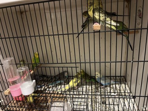 Eke Alıştırmalık Evcil Uysal Muhabbet Kuşu Yavrular