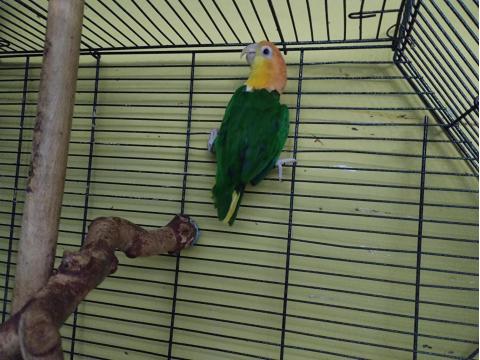 Yeşil Bacak Mutasyon Caique