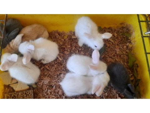 Hollanda Lop Tavşanı Yavrusu