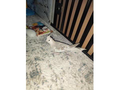 Yeme Düşmüş Ele Alışık Sultan Papağanı