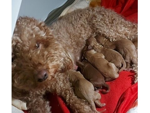 Orijinal Poodle Yavrular