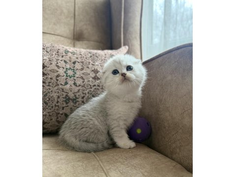 Wcf Kayıtlı Scottish Fold Shorthair - Seçkin Ailelere Özel