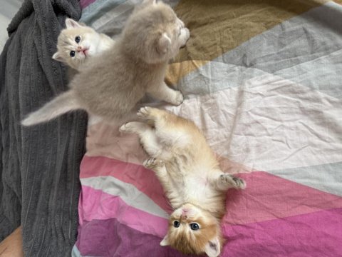 Ay11 Safkan British Shorthair Bebekler