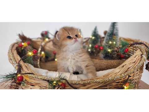 Hatay British Longhair Yavrular