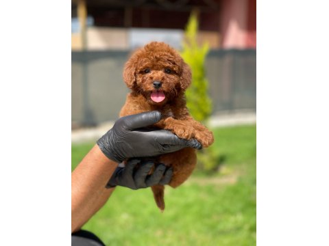Toy Poodle Yavrusu Köpekler
