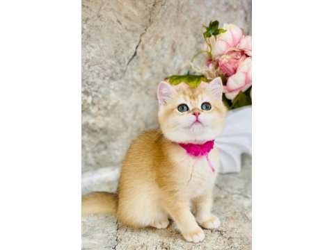 Safkan Şecereli Anne Babadan Golden Ny12 British Shorthair
