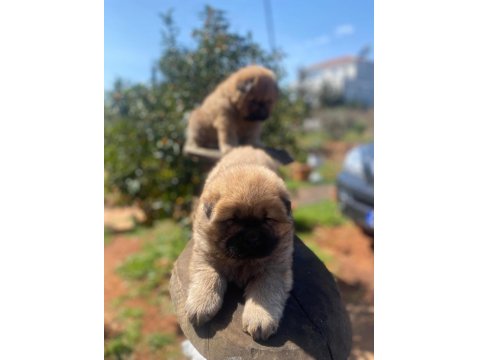 Irk Ve Sağlık Garantili Mor Dil Chow Chow Bebekler