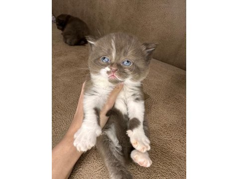 British Shorthair Kız Kardeşler