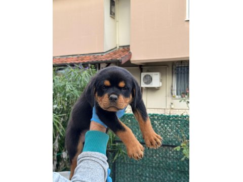 A Şecere Rottweiler Bebekler