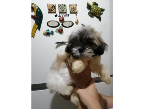 Shih Tzu Dişi Bebeklerimiz