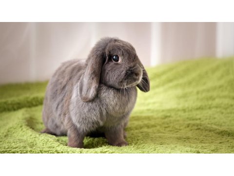 Yavru Hollanda Lop Tavşanı