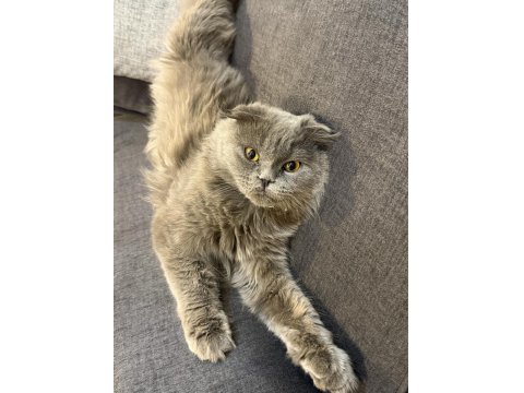 Eğitimli Uslu British Longhair