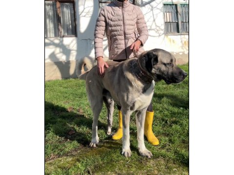 20 Aylık Erkek Anadolu Çoban Köpeği