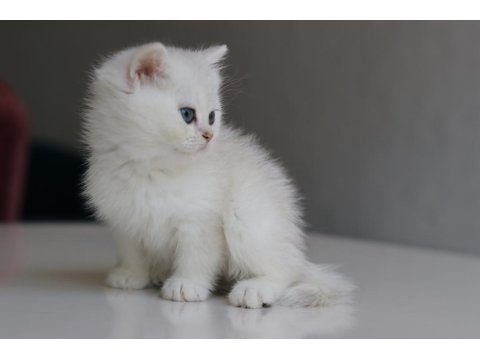 Full Şecereli Babadan Teslime Hazır Dişi Kedimiz