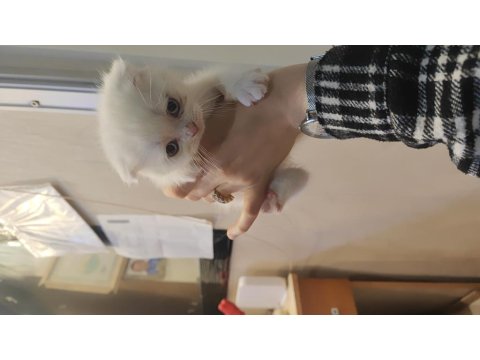 British Scottish Kedisi 2 Aylık Dişi