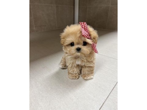 Orjinal Maltipoo Yavruları